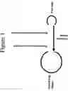 Fig. 02 - Method of producing short hairpin library