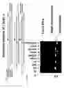Fig. 07 - Method of producing short hairpin library