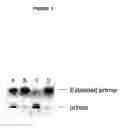 Fig. 05 - Nucleotide Compositions and Uses Thereof