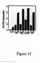 Fig. 07 - Novel translocation assay