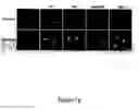 Fig. 08 - Novel translocation assay
