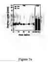 Fig. 09 - Novel translocation assay