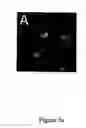 Fig. 16 - Novel translocation assay