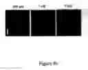 Fig. 32 - Novel translocation assay