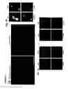 Fig. 03 - Isolation of the mitotic spindle matrix and its methods of use