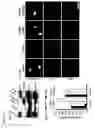 Fig. 12 - Isolation of the mitotic spindle matrix and its methods of use