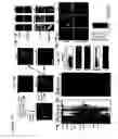 Fig. 18 - Isolation of the mitotic spindle matrix and its methods of use