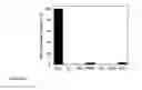Fig. 09 - Fluorogenic probes for reactive oxygen species