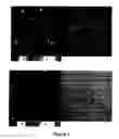 Fig. 02 - Tool for quantitative real-time analysis of viral gene expression dynamics in single living cells