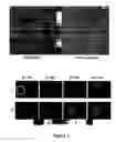 Fig. 06 - Tool for quantitative real-time analysis of viral gene expression dynamics in single living cells