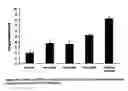 Fig. 05 - Host cells comprising alpha 1,2 mannosidase and culture methods thereof