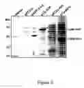 Fig. 03 - Microbial protein expression system utilizing plant viral coat protein