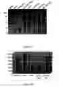 Fig. 04 - Microbial protein expression system utilizing plant viral coat protein
