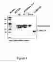 Fig. 05 - Microbial protein expression system utilizing plant viral coat protein