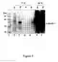 Fig. 06 - Microbial protein expression system utilizing plant viral coat protein