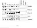 Fig. 14 - Oxygen tension for the parthenogenic activation of human oocytes for the production of human embryonic stem cells
