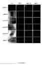Fig. 17 - Oxygen tension for the parthenogenic activation of human oocytes for the production of human embryonic stem cells