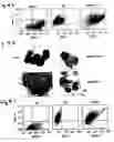 Fig. 05 - Cell fusions and methods of making and using the same