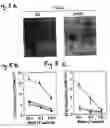 Fig. 06 - Cell fusions and methods of making and using the same