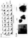 Fig. 09 - Cell fusions and methods of making and using the same