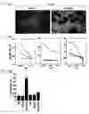 Fig. 11 - Cell fusions and methods of making and using the same