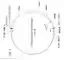 Fig. 05 - Adenovirus packaging cell lines