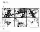 Fig. 19 - Sponge toxins