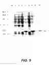 Fig. 10 - CIRCULAR DNA MOLECULE HAVING A CONDITIONAL ORIGIN OF REPLICATION, PROCESS FOR THEIR PREPARATION AND THEIR USE IN GENE THERAPY