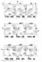 Fig. 06 - Microfluidic platform of arrayed switchable spin-valve elements for high-throughput sorting and manipulation of magnetic particles and biomolecules