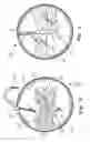 Fig. 04 - Device and method for repelling insects and novelty item