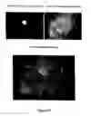 Fig. 13 - Method and agents for improving plant productivity involving endophytic actinomycetes and metabolites thereof