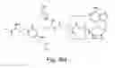 Fig. 13 - Methods for production of the oxidized glutathione composite with CIS-diamminedichloroplatinum and pharmaceutical compositions based thereof regulating metabolism, proliferation, differentiation and apoptotic mechanisms for normal and transformed cells