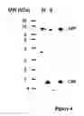 Fig. 05 - Antibody to BACE455, an alternative splice variant of the human beta-secretase