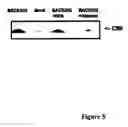 Fig. 06 - Antibody to BACE455, an alternative splice variant of the human beta-secretase