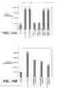 Fig. 11 - VASCULAR ENDOTHELIAL CELL GROWTH FACTOR VARIANTS AND USES THEREOF