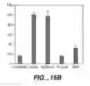 Fig. 13 - VASCULAR ENDOTHELIAL CELL GROWTH FACTOR VARIANTS AND USES THEREOF