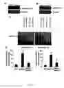 Fig. 11 - Isolated MCPIP and methods of use