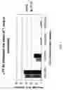Fig. 03 - Composition of lactoferrin related peptides and uses thereof