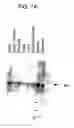Fig. 10 - Identification and cloning of a novel human gene, RET16, involved in the intracellular signaling cascade