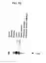Fig. 11 - Identification and cloning of a novel human gene, RET16, involved in the intracellular signaling cascade