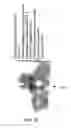 Fig. 13 - Identification and cloning of a novel human gene, RET16, involved in the intracellular signaling cascade