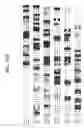 Fig. 20 - Identification and cloning of a novel human gene, RET16, involved in the intracellular signaling cascade