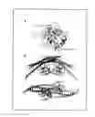 Fig. 05 - Compositions and methods for regulating apoptosis