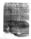 Fig. 02 - Decoy-containing pharmaceutical compositions and method of using the same