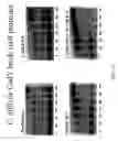 Fig. 11 - Compositions, methods and kits for repressing virulence in gram positive bacteria