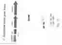 Fig. 12 - Compositions, methods and kits for repressing virulence in gram positive bacteria