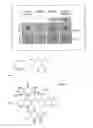 Fig. 02 - Angiogenesis-affecting compounds and methods of use thereof