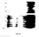 Fig. 28 - Method of Treating Cancer