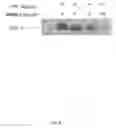 Fig. 09 - Macrophage activation inhibitor