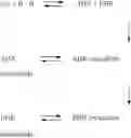 Fig. 02 - Process for preparing(+)-2-(4-chlorophenyl)-3-methyl butanoic acid